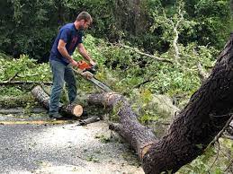 Best Residential Tree Removal  in Wesley Chapel, NC